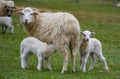 Cute lambs close up