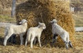 Cute lambs on a farm Royalty Free Stock Photo