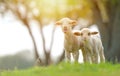 Cute lambs on field in spring Royalty Free Stock Photo