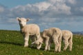 Cute lambs grazing on fresh grass Royalty Free Stock Photo