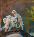 Cute lambs playing at farm in spring Royalty Free Stock Photo