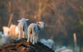 Cute lambs running at farm in spring time Royalty Free Stock Photo