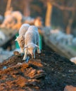 Cute lambs running at farm in spring time Royalty Free Stock Photo