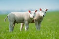 Cute lambs in spring Royalty Free Stock Photo