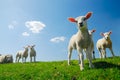 Cute lambs in spring Royalty Free Stock Photo