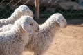 Cute Lambs Royalty Free Stock Photo