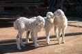 Cute Lambs Royalty Free Stock Photo