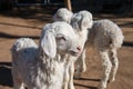 Cute Lambs Royalty Free Stock Photo