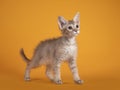 LaPerm cat on yellow background Royalty Free Stock Photo