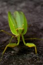 Cute large green praying mantis on a dark background