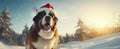 A cute large happy St. Bernard dog with a Santa\'s hat on sitting, waiting in the deep snow, daytime in the winter woods