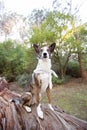 Cute large mixed breed dog in a forest