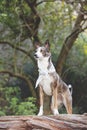 Cute large mixed breed dog standing on a log in a forest