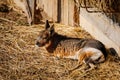 Cute large Patagonian mara or Dolichotis patagonum large rodent lies and rests on straw at the farm, background of a wall of