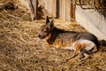 Cute large Patagonian mara or Dolichotis patagonum large rodent lies and rests on straw at the farm, background of a wall of