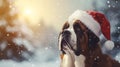 A cute large St. Bernard dog wearing Santa Claus\' hat.