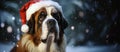 A cute large St. Bernard dog wearing Santa Claus hat. Snow is falling from the sky in a dark blurry forest. Christmas theme,