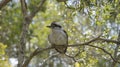 Cute Laughing Kookaburra (Dacelo novaeguineae) resting on the tree on blurred sunny background Royalty Free Stock Photo