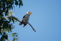 Cute  laughing kookaburra (Dacelo novaeguineae) on a tree branch against bright blue sky Royalty Free Stock Photo