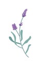 cute lavender branch flowers