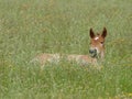 Cute Laying Down Foal