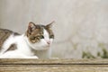 Cute Laying Down White Brown Cat