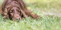 Cute lazy dog resting in the grass