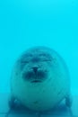 Cute and lazy fat fur seal rests in the turquoise pool