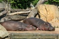 The cute lazy hippos are relaxing