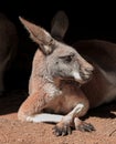 Cute Lazy Kangaroo Resting in the Sun.Australian Gray Kangaroo. Royalty Free Stock Photo