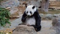 Cute Lazy Panda in a park eating bamboo.