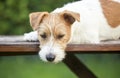 Cute lazy pet dog resting on a bench