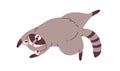 Cute lazy raccoon sleeping, relaxing. Sleepy racoon lying in funny pose. Amusing animal asleep. Lovely sweet character