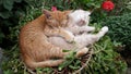 Cute lazy sleeping cats. Kittens sleeping happily in funny position in the garden.