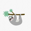 Cute lazy sloth hanging on tree branch isolated