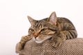 Lazy tabby cat having rest on seat