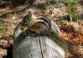 A cute least chipmunk, Neotamias minimus Royalty Free Stock Photo