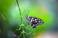 A cute Lemon butterfly, lime swallowtail and chequered swallowtail hanging on the flower plants Royalty Free Stock Photo