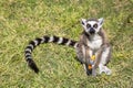 Cute Lemur is eating carrot. Farma of Rhodes - Petting Zoo Royalty Free Stock Photo