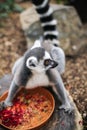 Cute lemur eating