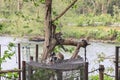 Cute Lemur Family playing on the Tree near the River