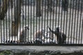 Cute lemur family in zoo Royalty Free Stock Photo