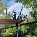 Cute lemur friends pose for a photo