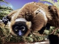 Cute lemur playing on rope Royalty Free Stock Photo