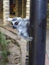 Cute lemur plays with a photographer Royalty Free Stock Photo