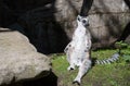 Cute lemur sunbating on the grass