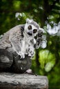 Cute lemur waves