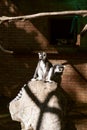 Cute lemurs resting on a stone in the sun's rays, sitting in a cage at the zoo Royalty Free Stock Photo