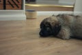 Cute Leonberger puppy sleeping on floor Royalty Free Stock Photo