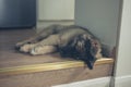 Cute Leonberger puppy sleeping on floor Royalty Free Stock Photo